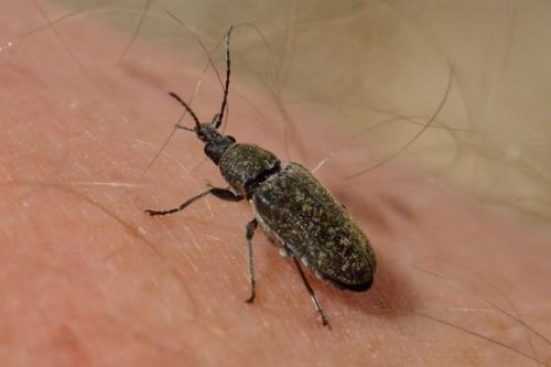 Réf. 103 411 : Mycterus curculioides
