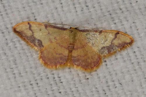 Réf. 103 664 : Idaea ostrinaria