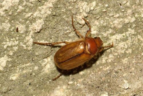 Amphimallon sp.