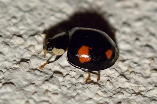 Harmonia axyridis