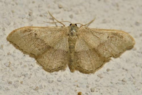 Réf. 103 960 : Idaea aversata