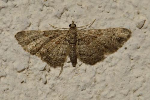 Gymnoscelis rufifasciata