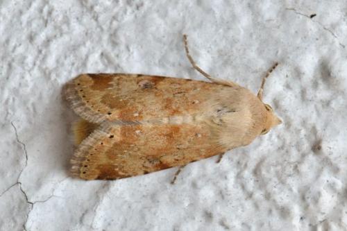 Réf. 103 907 : Heliothis nubigera