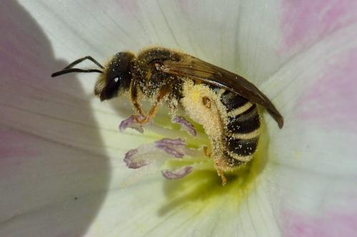 Réf. 103 653 : Halictus sp.