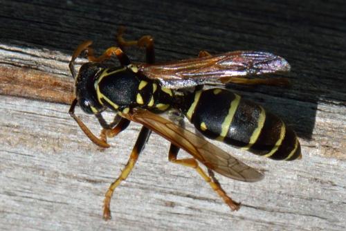 Polistes sp.