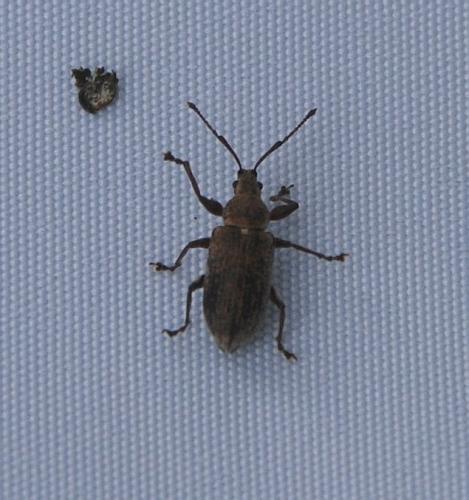 Phyllobius pyri