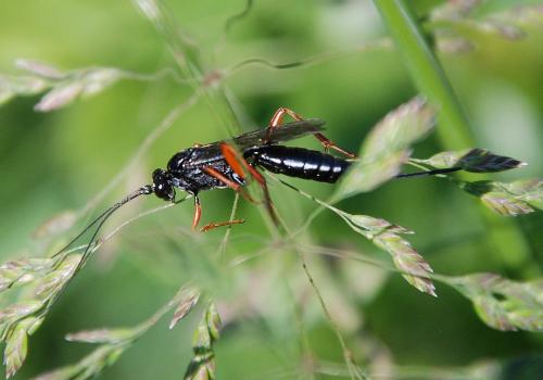 Cryptinae