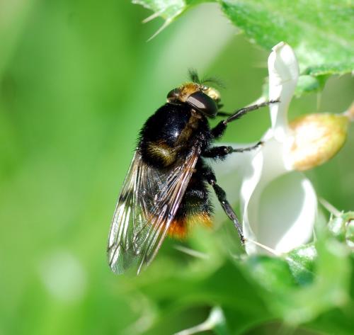Volucella bombylans