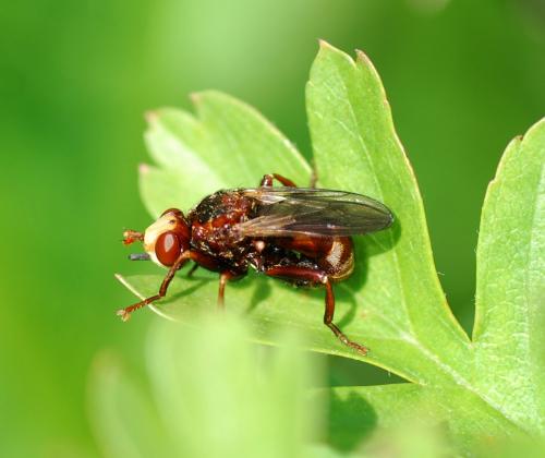 Réf. 103 028 : Sicus ferrugineus