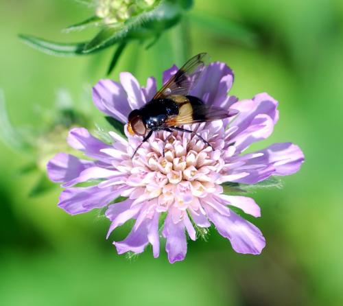 Volucella pellucens