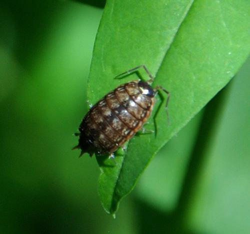 Philoscia muscorum
