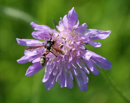 Physocephala sp.