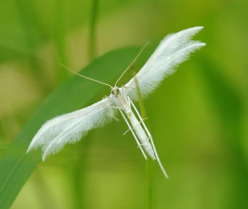 Réf. 103 245 : Pterophorus pentadactyla