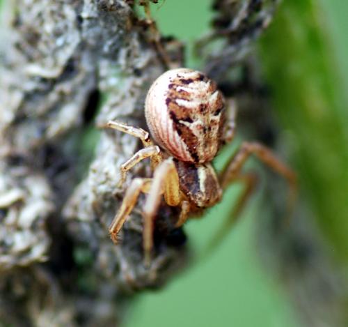 Xysticus sp.
