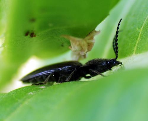 Hemicrepidius hirtus
