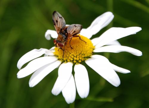 Ectophasia crassipennis
