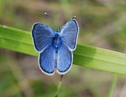 Glaucopsyche alexis