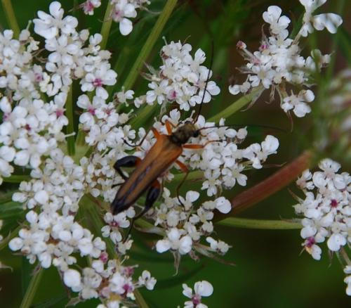 Oedemera podagrariae