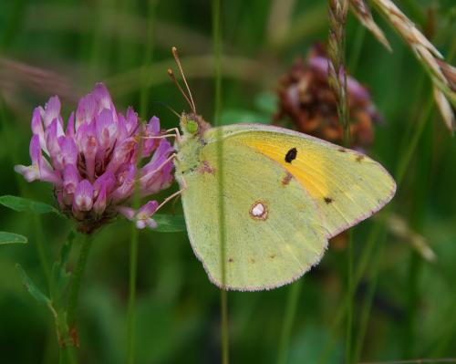 Colias croceus