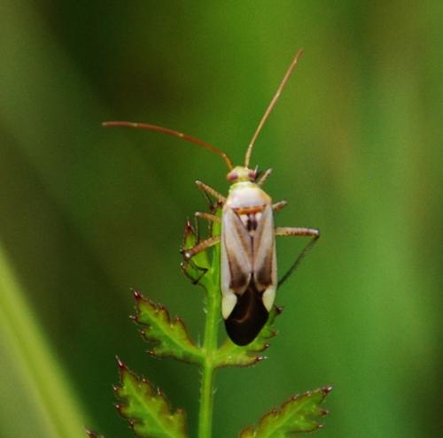 Adelphocoris sp.