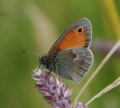 Réf. 103 822 : Coenonympha pamphilus