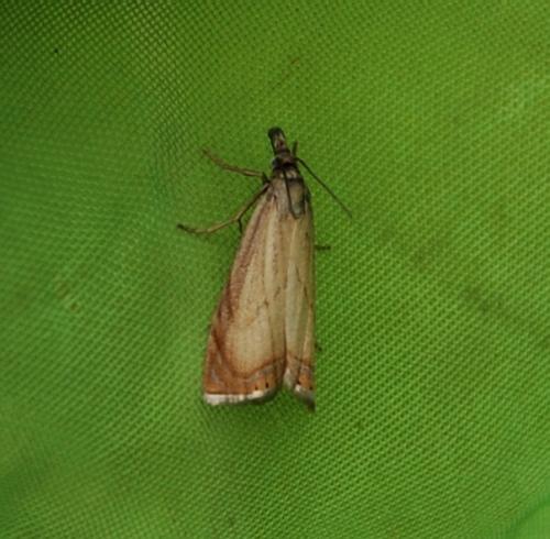 Réf. 103 823 : Chrysoteuchia culmella