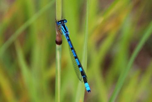 Enallagma cyathigerum