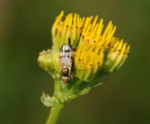 Réf. 103 937 : Urophora stylata