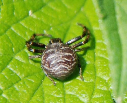 Xysticus sp.