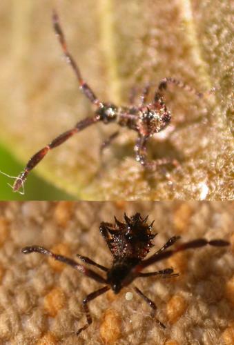 Coreus marginatus