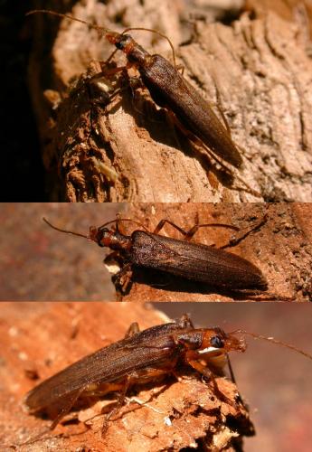 Nacerdes carniolica