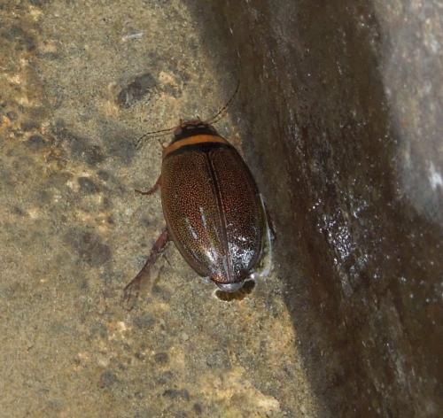 Graphoderus cinereus