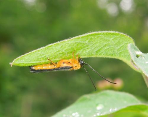 Oberea pupillata