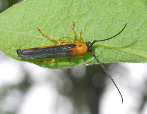 Oberea pupillata
