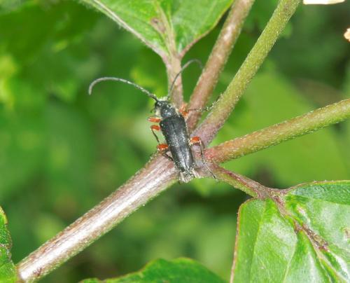 Anoplodera rufipes