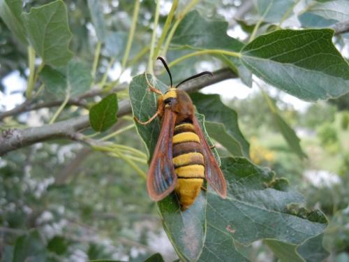 Sesia apiformis