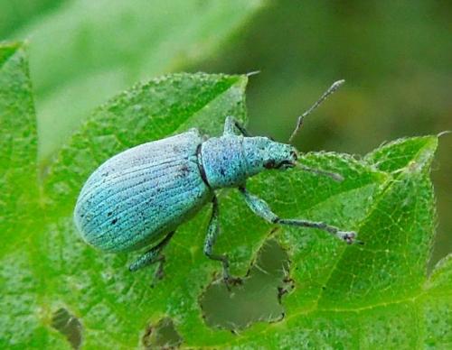 Polydrusus planifrons