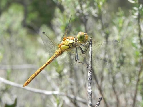 Réf. 103 648 : Sympetrum striolatum