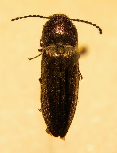 Cidnopus pilosus