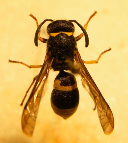 Ancistrocerus nigricornis