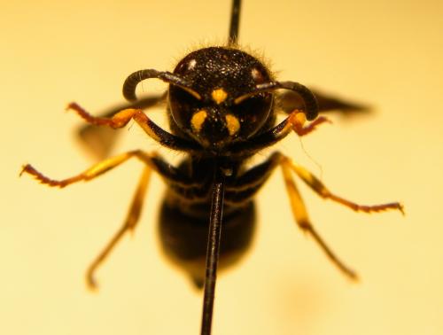 Ancistrocerus nigricornis