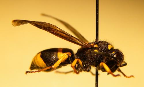 Ancistrocerus nigricornis