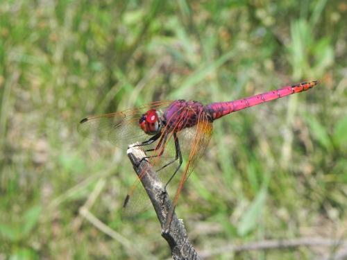 Réf. 103 649 : Trithemis annulata