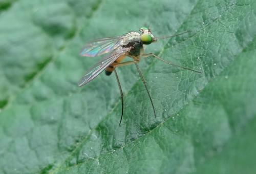 Réf. 103 331 : Sciapus sp.