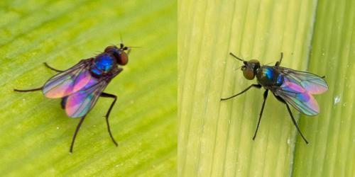 Chrysotus sp.