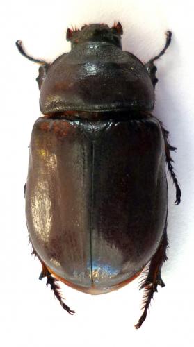 Réf. 103 012 : Oryctes nasicornis
