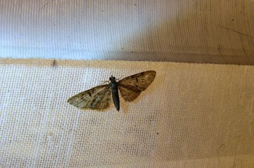 Eupithecia sp.
