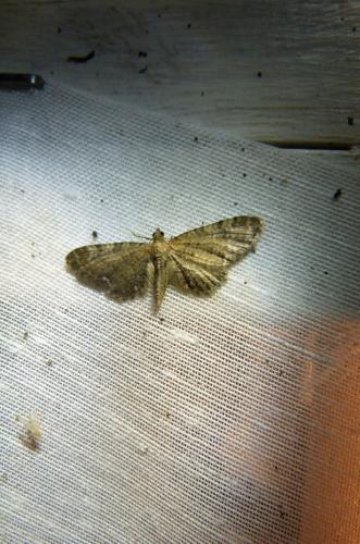 Réf. 103 489 : Eupithecia vulgata