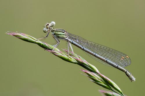 Platycnemis pennipes