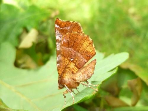 Réf. 103 837 : Selenia dentaria